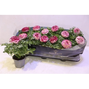 arr8 Ranun Sprink Vio Bic