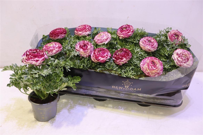 <h4>Ranun Sprink Vio Bic</h4>