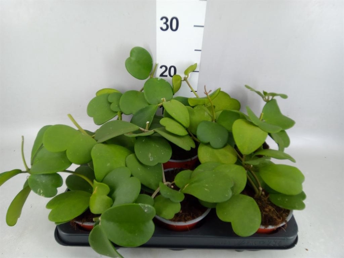 <h4>Hoya kerrii</h4>