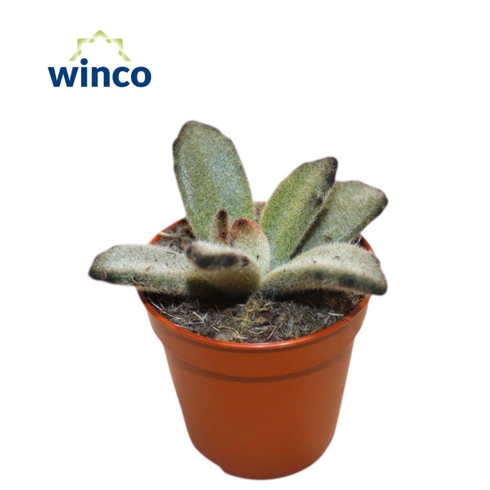 <h4>Kalanchoe Tomentosa Coffee Bean</h4>
