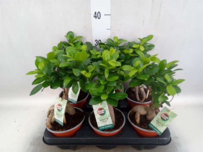 Ficus microcarpa 'Ginseng'