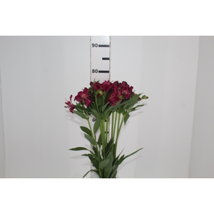 ALSTROEMERIA NAPOLI 080 CM