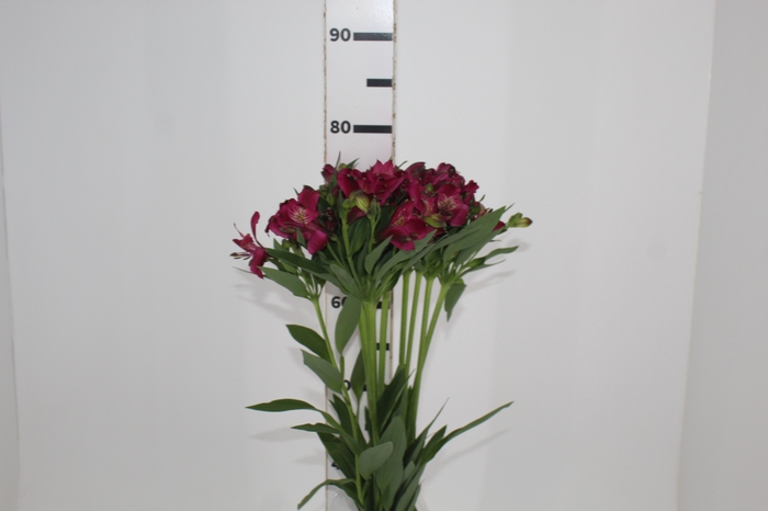 <h4>ALSTROEMERIA NAPOLI 080 CM</h4>