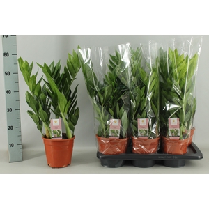 ZAMIO ZAMIIFOLIA