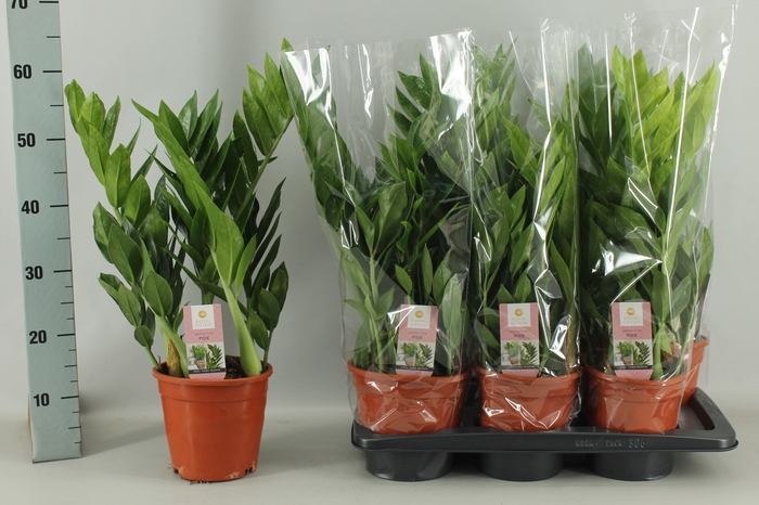<h4>ZAMIO ZAMIIFOLIA</h4>