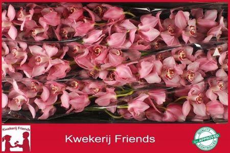 <h4>Cymb T Geisha Girl</h4>