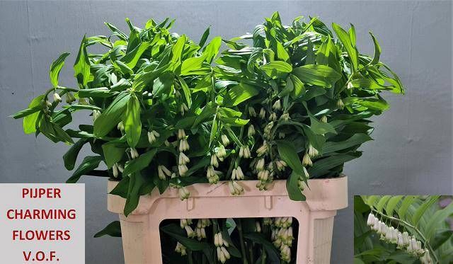 <h4>POLYGONATUM MULTIFLO</h4>
