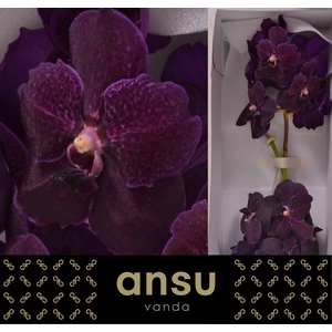 Vanda Nitaya Velvet Blackberry