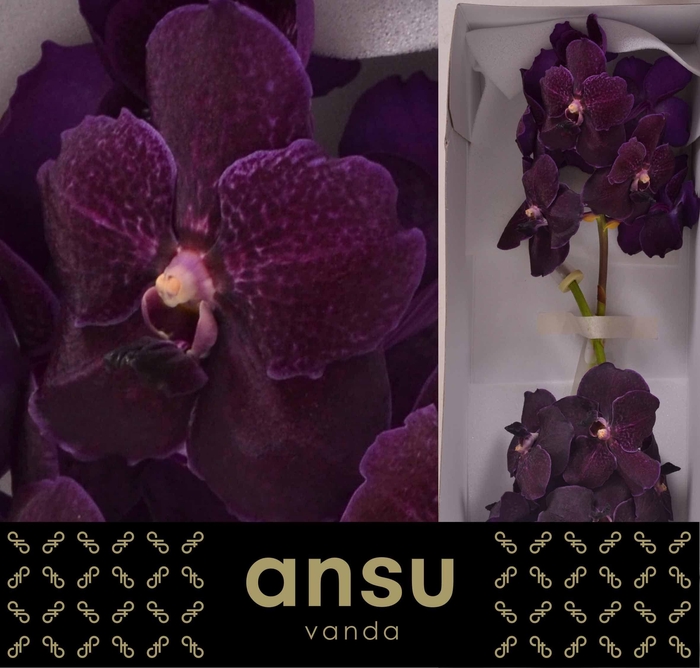<h4>Vanda Nitaya Velvet Blackberry</h4>