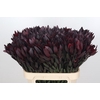 Leucadendron Saf Sunset Dark R.