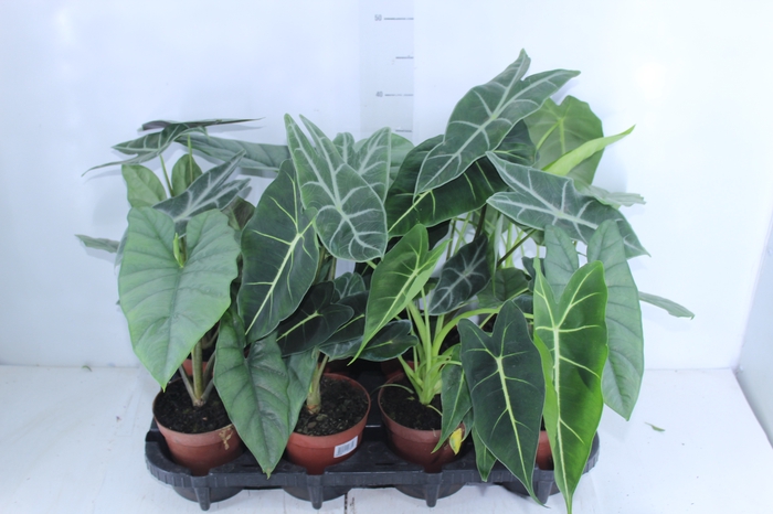 <h4>ALOCASIA P12</h4>