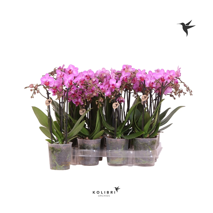 <h4>Phalaenopsis little kolibri violet 2br</h4>