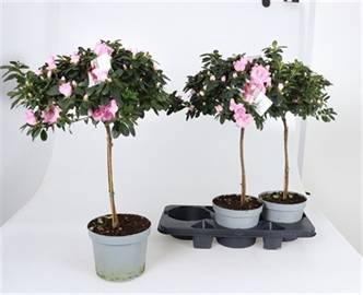 <h4>RHODO SI TERRA NOVA</h4>