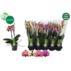 PHAL GEM