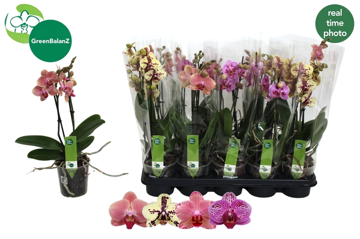 <h4>PHAL GEM</h4>