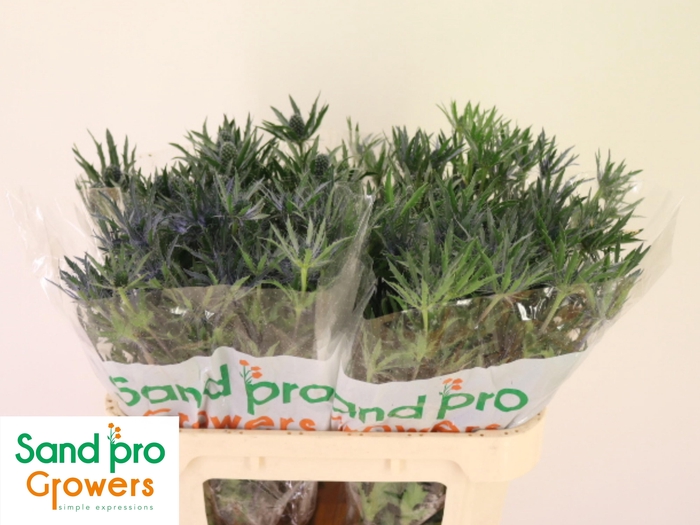 <h4>ERYN PAC BLUE STRIPE</h4>