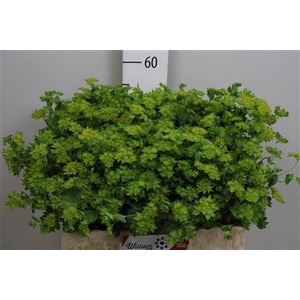 Bupleurum Rotundifol