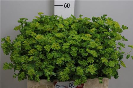 <h4>Bupleurum Rotundifol</h4>