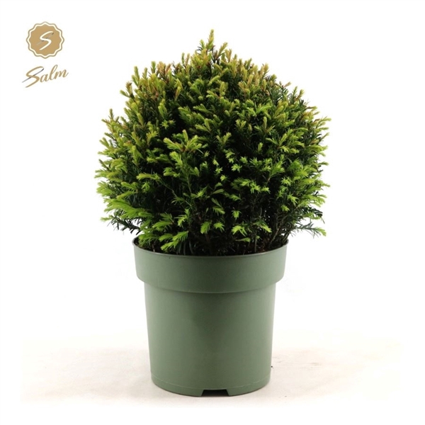 <h4>Taxus Collection Ball Ø38cm P27</h4>