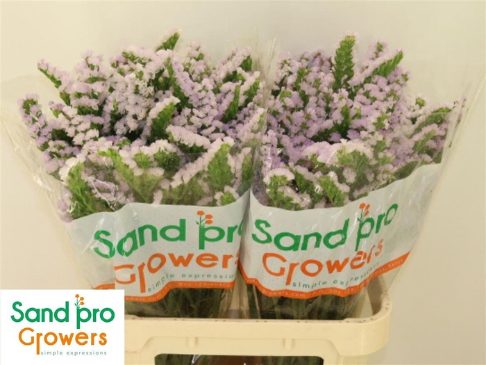 <h4>Lim S Tessa Lavender</h4>