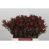 Leucadendron Blush Spray