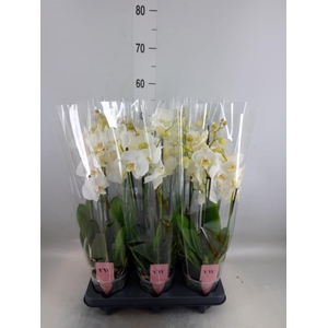 Phalaenopsis  'Ant Inverness'