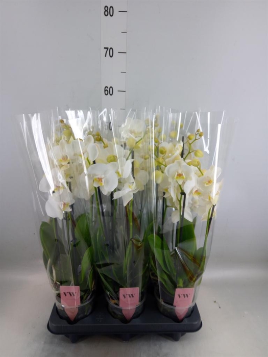 <h4>Phalaenopsis 'Ant Inverness'</h4>