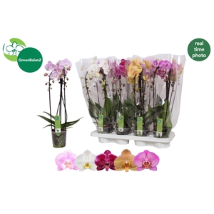 PHAL EL CASCADE