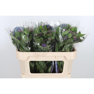 Clem Di Bl Pirouette