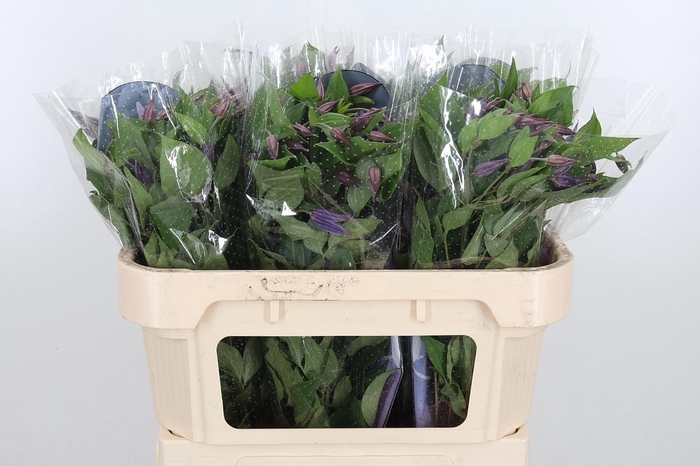 <h4>Clem Di Bl Pirouette</h4>