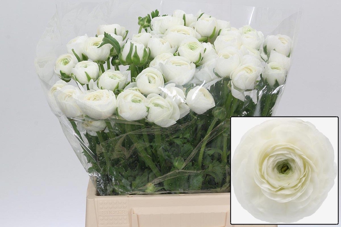 <h4>RAN EL WHITE</h4>