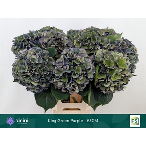 Hydrangea  'Royal King'  CL