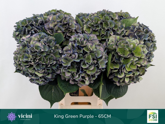 <h4>Hydrangea  'Royal King'  CL</h4>