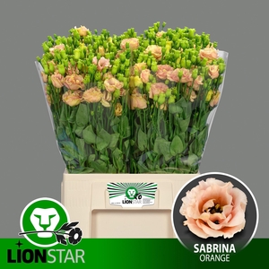 EUS G SABRINA ORANGE