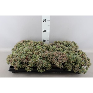 Sedum   ...