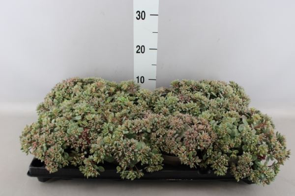 <h4>Sedum   ...</h4>