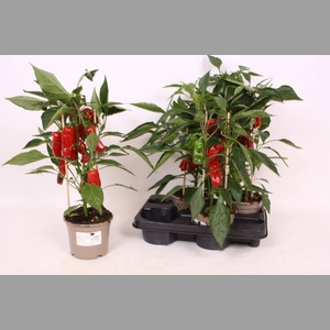 PAPRIKA PLANTEN