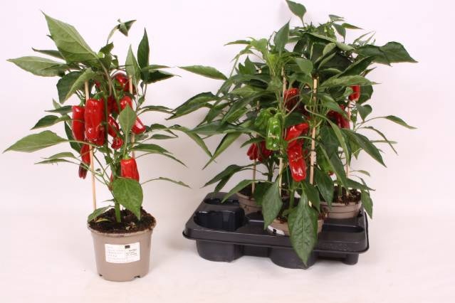 <h4>PAPRIKA PLANTEN</h4>
