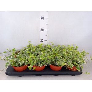 Hedera helix 'White Wonder'
