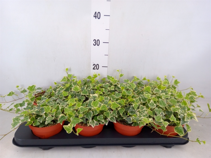 <h4>Hedera helix 'White Wonder'</h4>