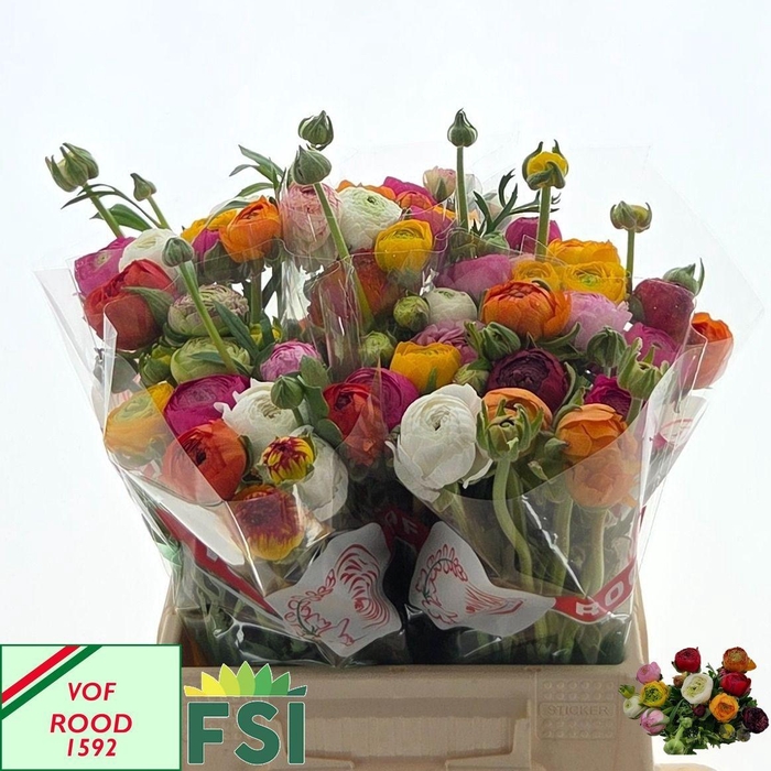 <h4>RAN GEM IN BOS</h4>