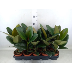 Ficus elastica 'Robusta'