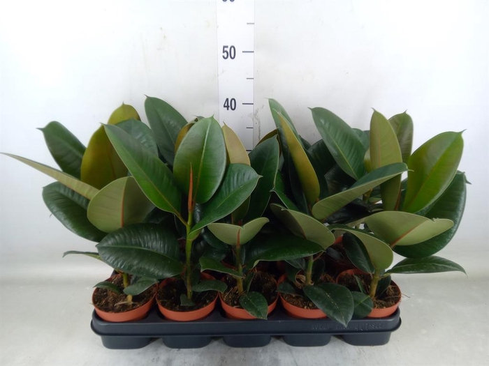 <h4>Ficus elastica 'Robusta'</h4>