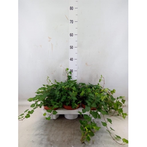 Hedera helix 'Wonder'