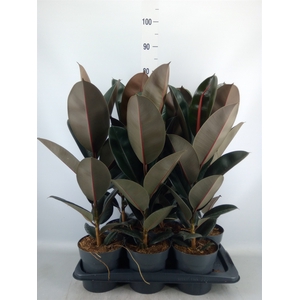 Ficus elastica 'Abidjan'