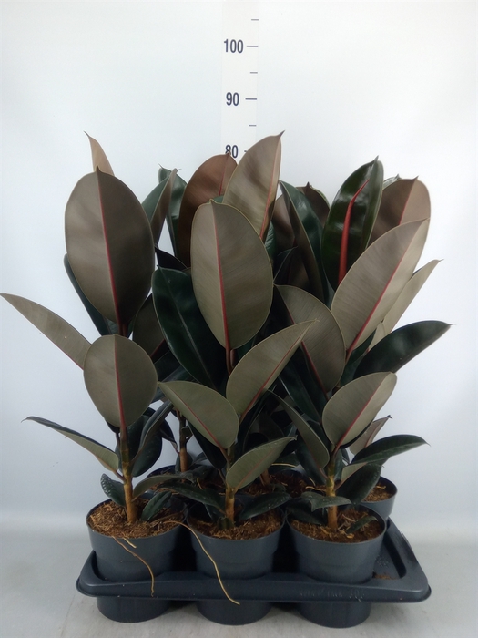 <h4>Ficus elastica 'Abidjan'</h4>