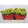 Hypericum Smiley Romance