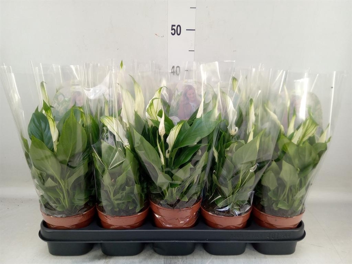 <h4>Spathiphyllum  'Bellini'</h4>