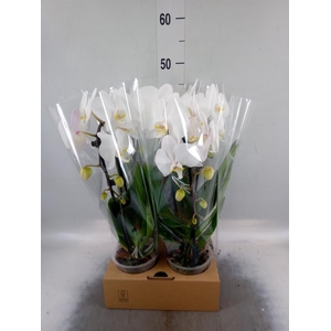 Phalaenopsis  'Elegant Cascade'
