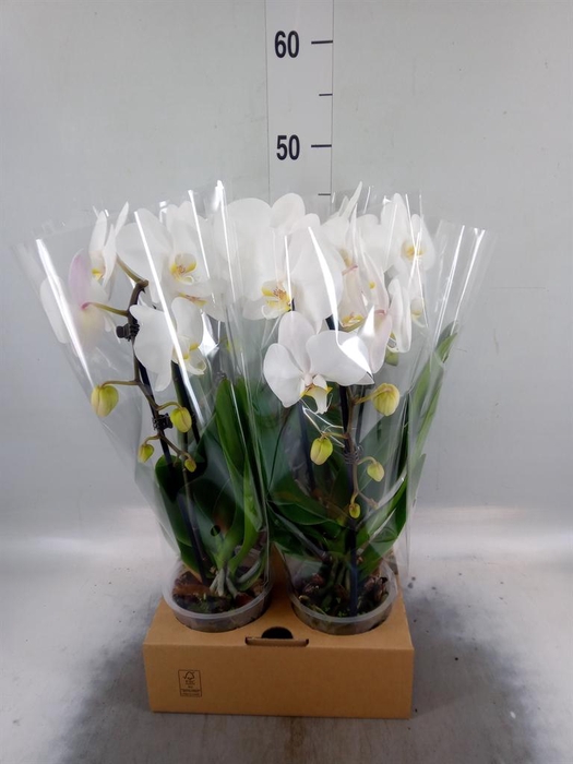 <h4>Phalaenopsis  'Elegant Cascade'</h4>